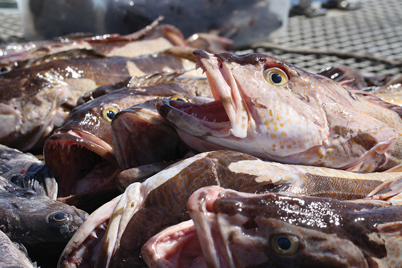 Saltwater Boat Fishing Rods